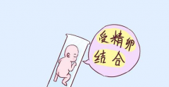 做试管婴儿过程及注意事项